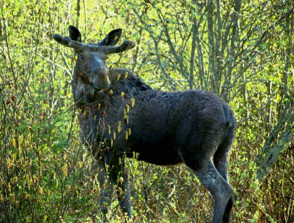 moose4.jpg