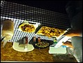 fish meal.JPG
