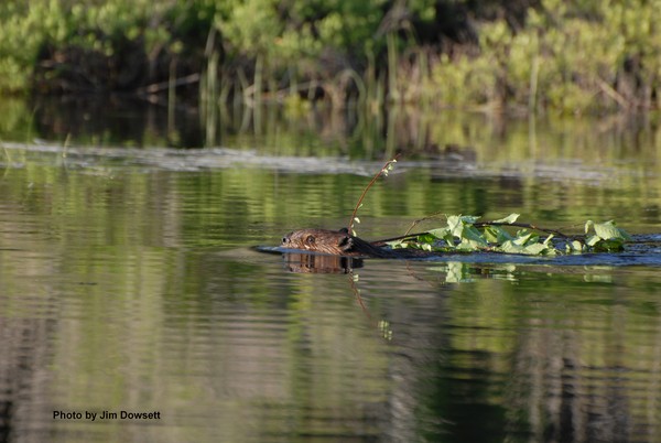 jim-dowsett-group-june-2011-p.jpg